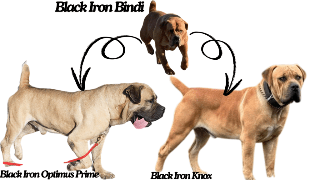 Black Iron Bindi with Sons Knox and Prime