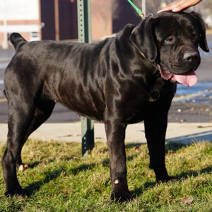 Bingo Floki Black Female Boerboel