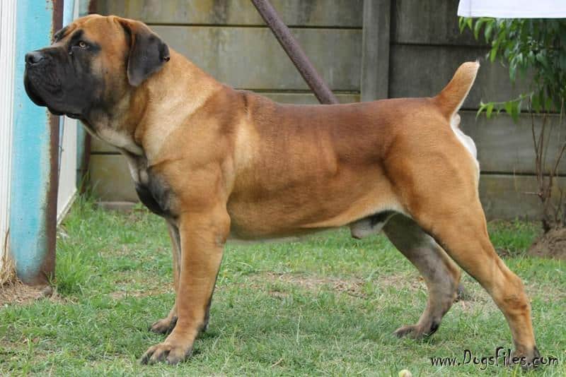 Mighty Mot Boerboel 