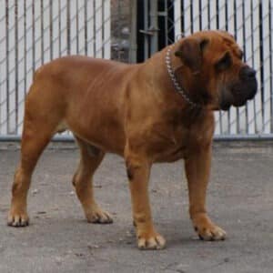 Nostras Zulu – A Regal Boerboel