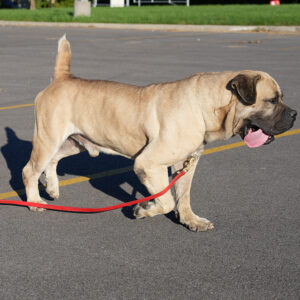 Black Iron Optimus Prime Boerboel with muscular build standing in profile.