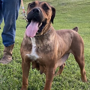 Honey Combs Lana, a red Boerboel, standing in a lush field of grass, showcasing her muscular build and elegant posture.