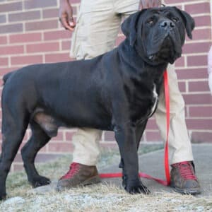 Boobie, a 163-pound black Boerboel, standing poised, highlighting his strong build and sleek coat.