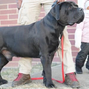 Boobie, a muscular black Boerboel, standing alert with a focused expression.