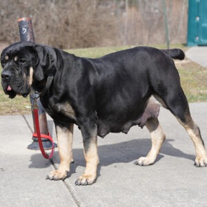 Black and tan Boerboel Exotics Peppa standing proudly in the yard, showcasing her rare coat color and strong, muscular build.