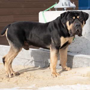 Rare Black and Tan Boerboel STUD