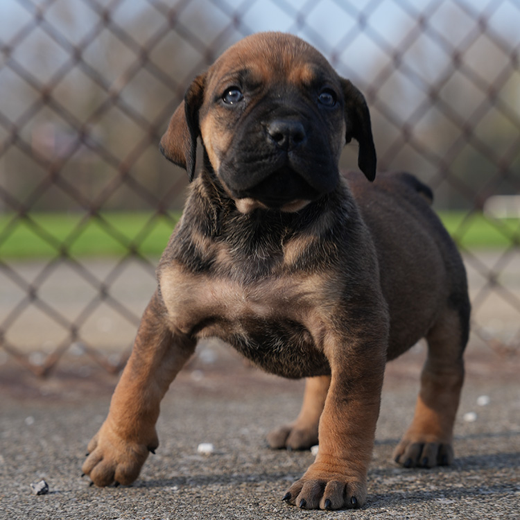 THE BREED 3 South African Boerboel face close-up — Exotic Boerboels