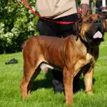 Exotics Tigger, sire