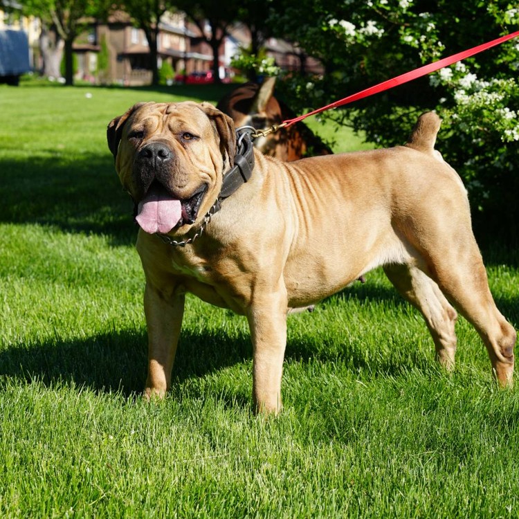 Exotics Boudica
