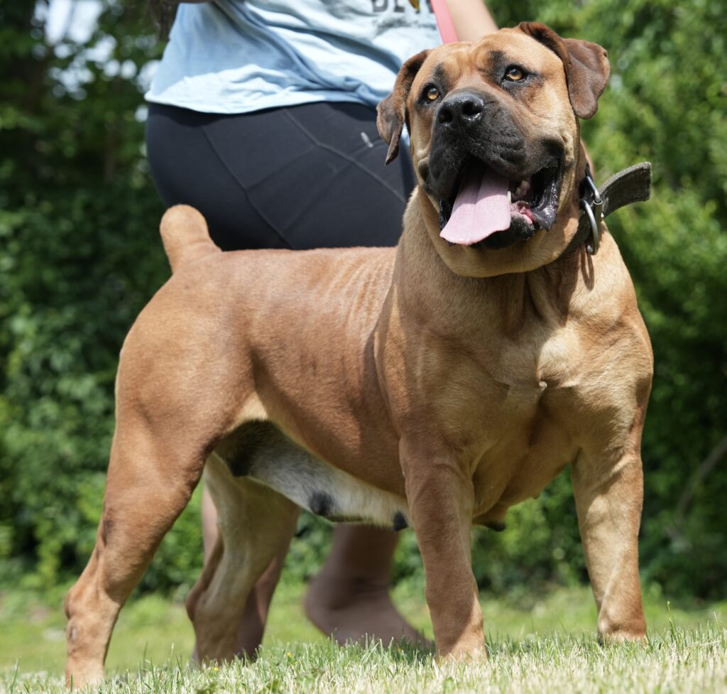 THE BREED 3 Afeni — South African Boerboel standing alert outdoors — Exotic Boerboels, Cleveland Ohio