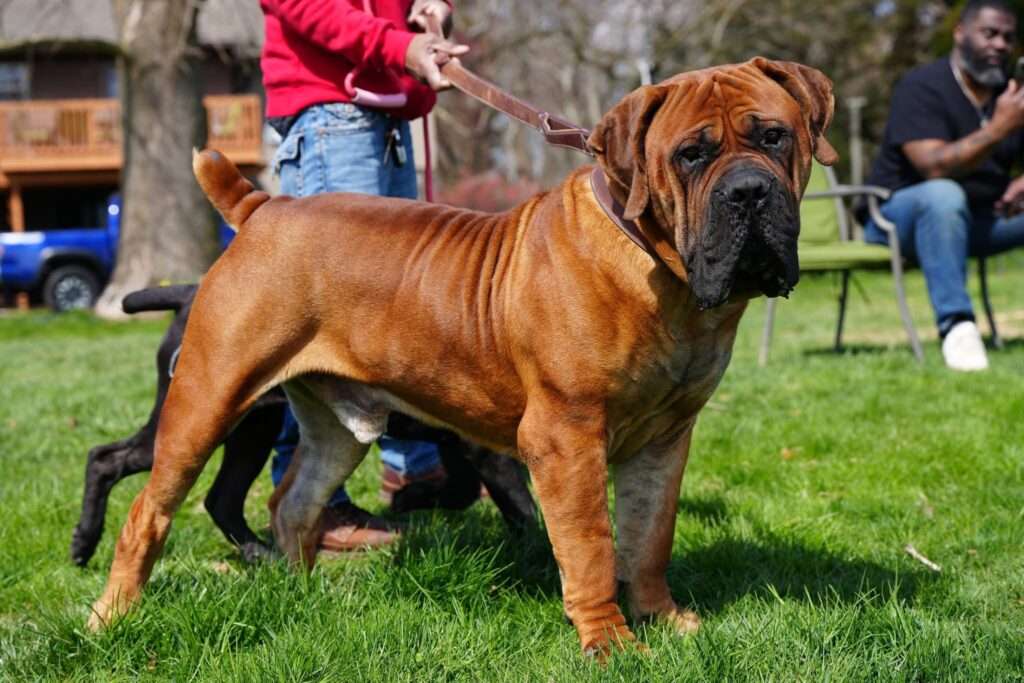 THE BREED 5 Powerfully built fawn South African Boerboel male in a show stand — Exotic Boerboels