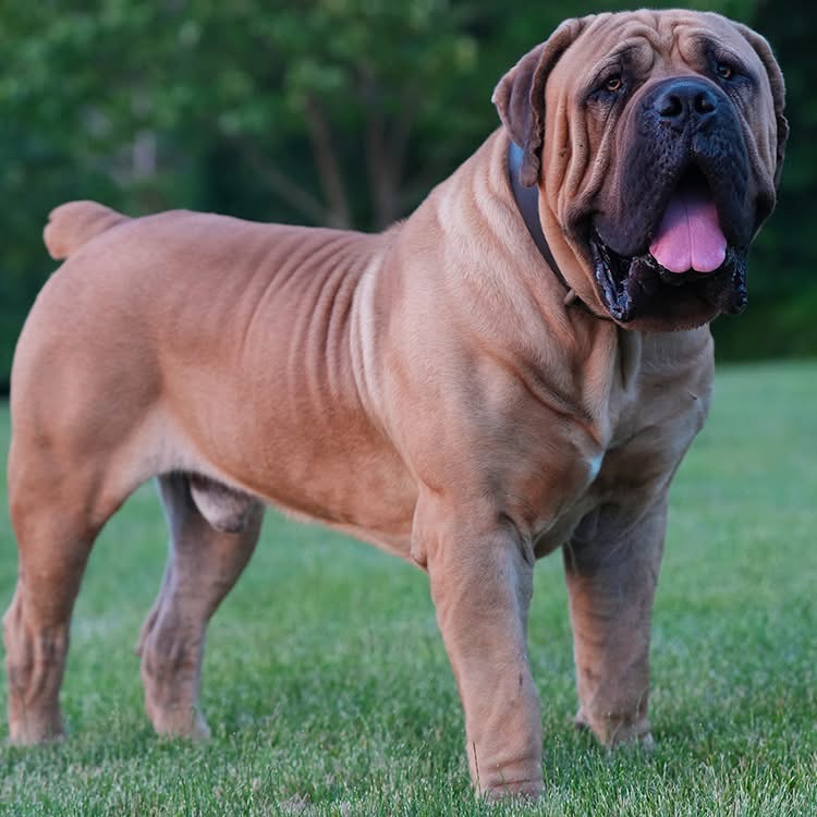 THE BREED 7 Heavy-boned fawn South African Boerboel male standing outdoors — Exotic Boerboels