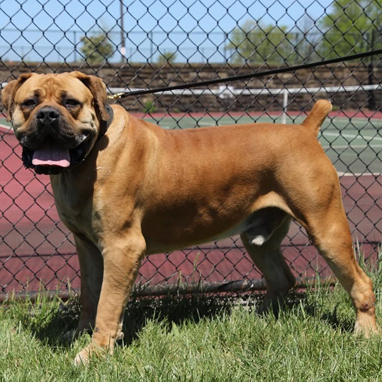 THE BREED 6 South African Boerboel male standing by a fence — Exotic Boerboels