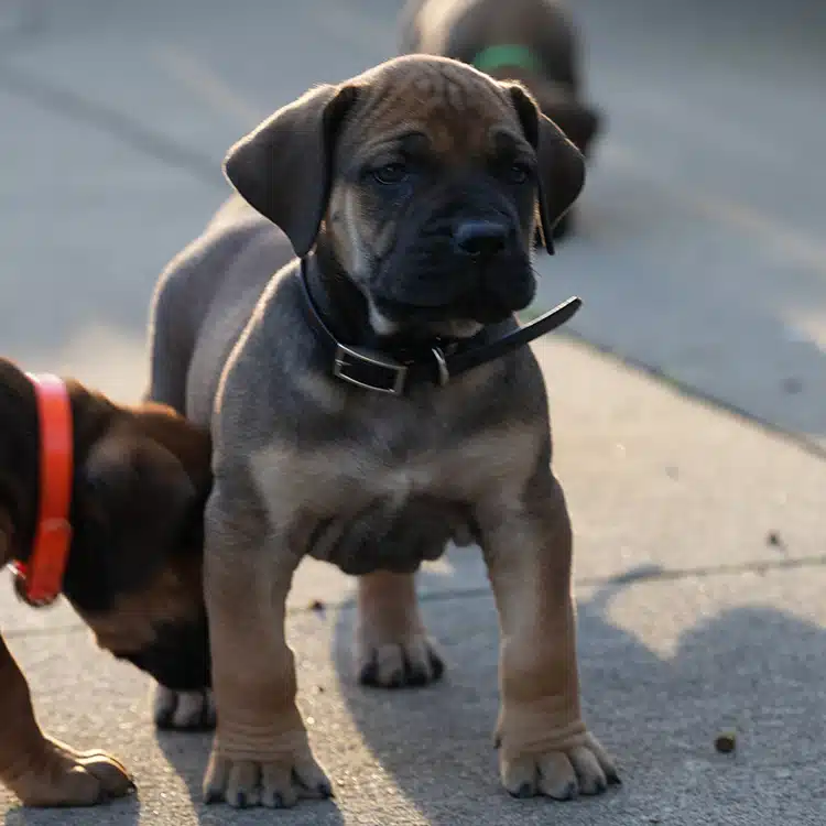 Skye, available female South African Boerboel puppy from Exotics Tigger and Exotics Bae Bae, Cleveland Ohio