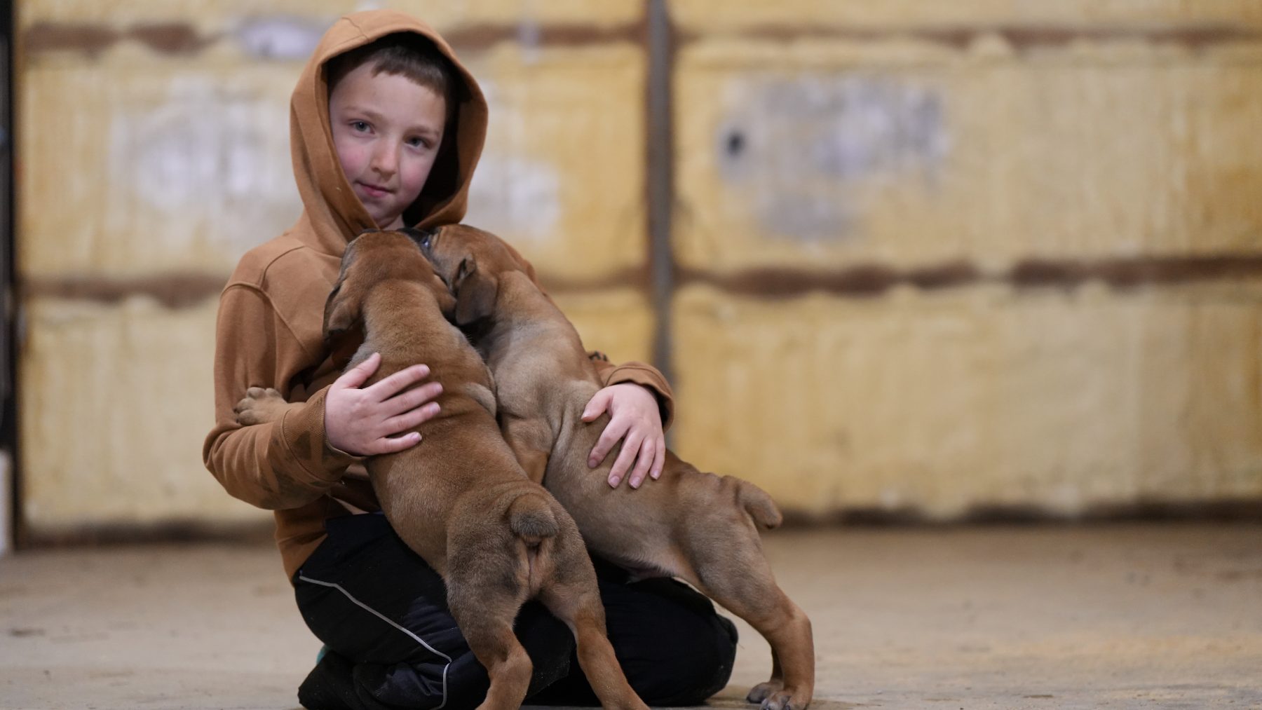Boerboel Breeding Mistakes to Avoid 2 Calm, structured contact