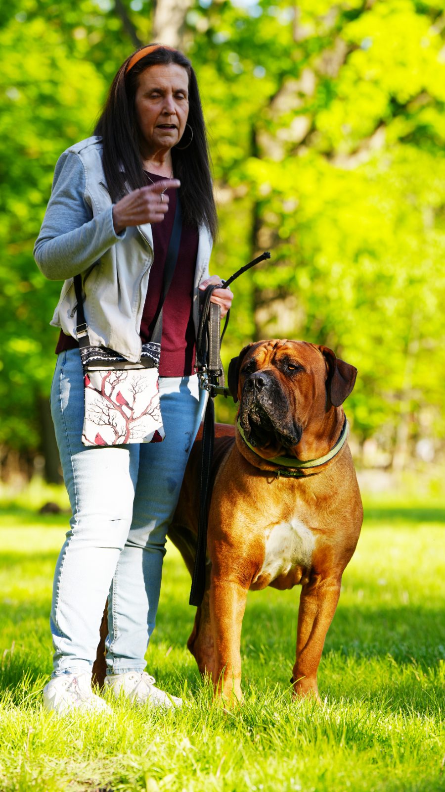 Boerboel Myths Debunked — Honest Answers from a 20-Year Breeder 4 eb edu handler