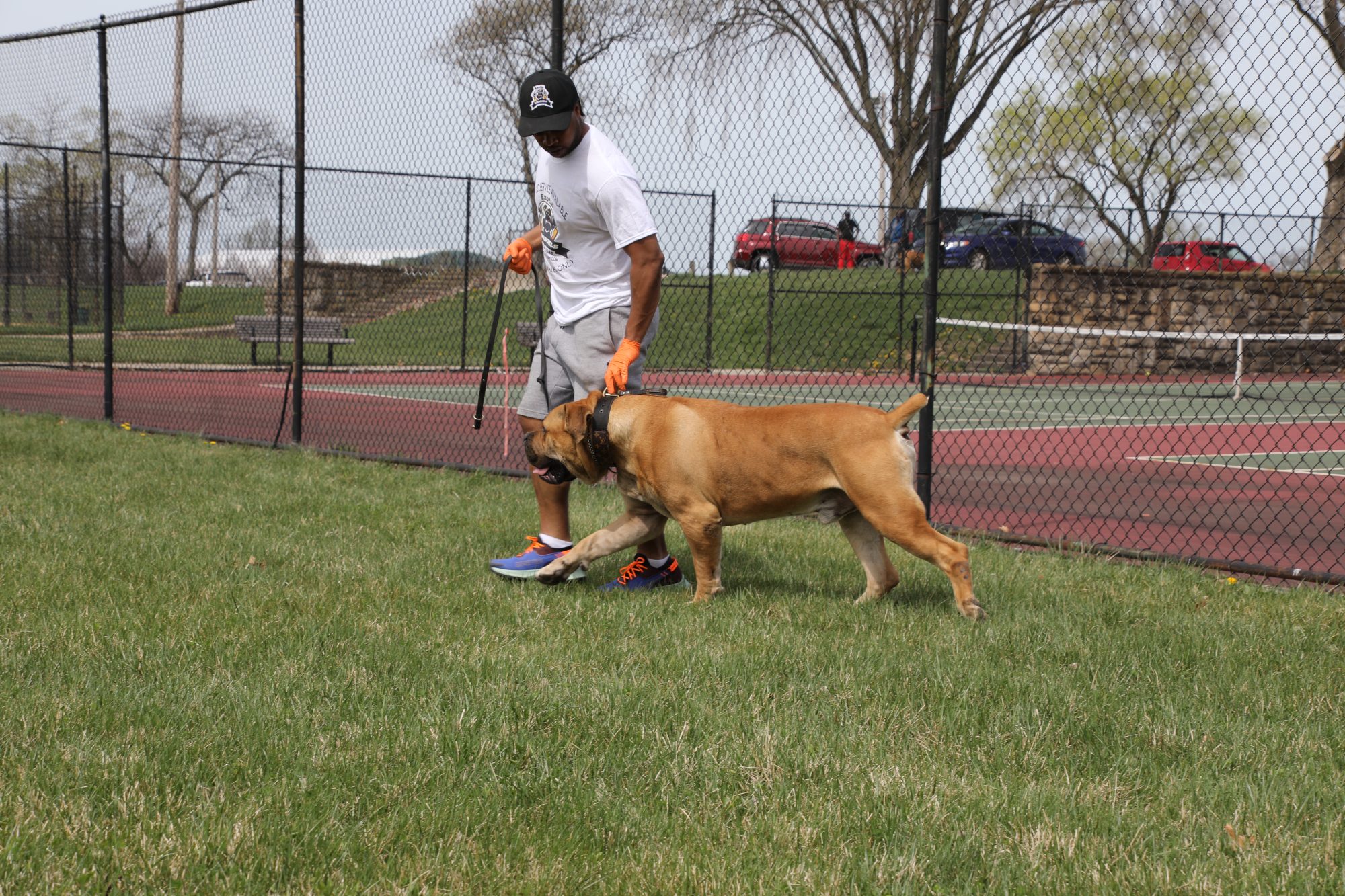 Conditioning a Boerboel