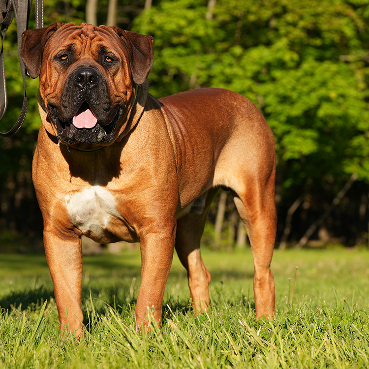 A working Boerboel