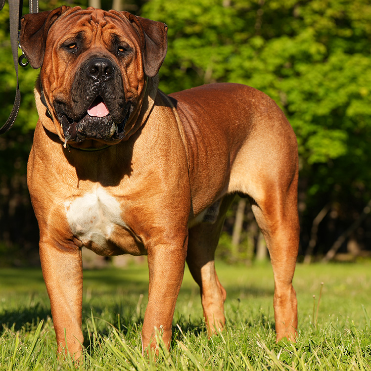 Head-on portrait of a balanced adult South African Boerboel — heavy bone, large head, even proportions.