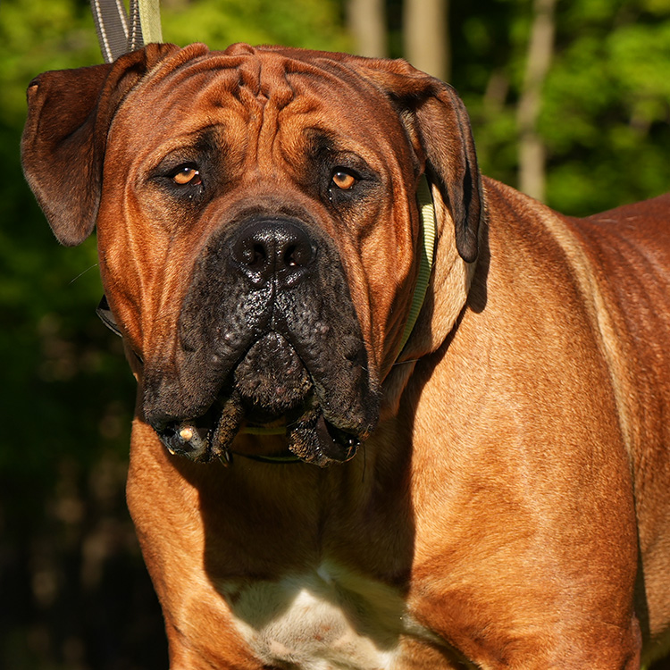 A working Boerboel