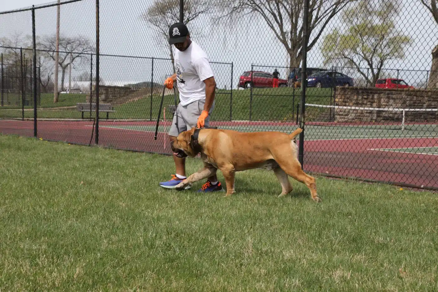 Conditioning a Boerboel