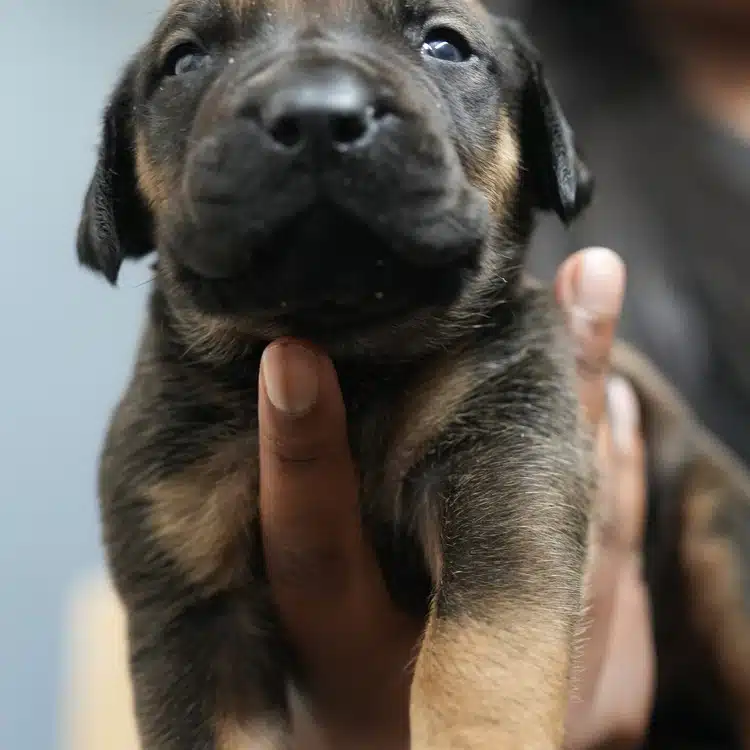 Cayenne, mahogany tricolor South African Boerboel puppy, Tigger x Voodoo litter, Cleveland Ohio