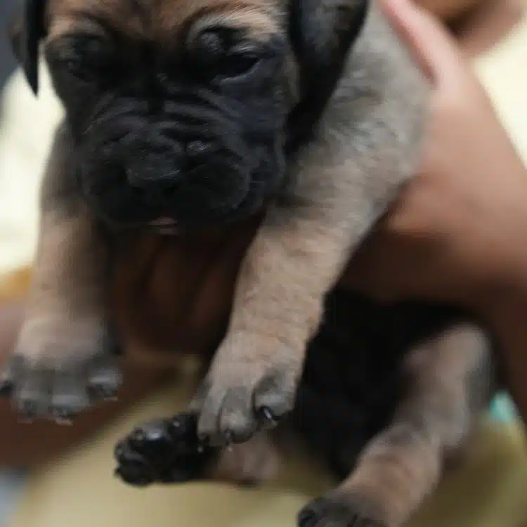 Cinnamon, red fawn, black mask South African Boerboel puppy, Tigger x Voodoo litter, Cleveland Ohio