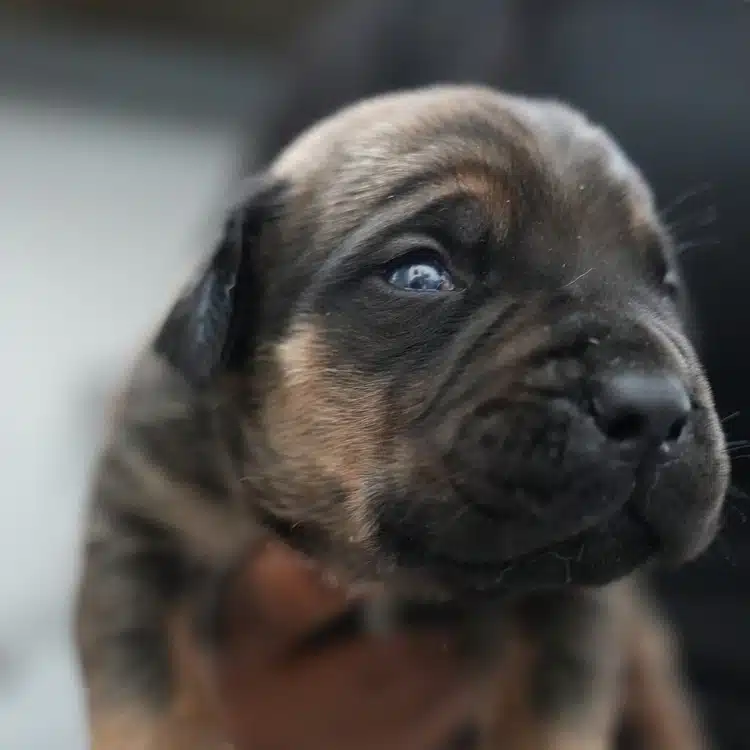 Clove, dark chocolate brindle, blue eyes South African Boerboel puppy, Tigger x Voodoo litter, Cleveland Ohio