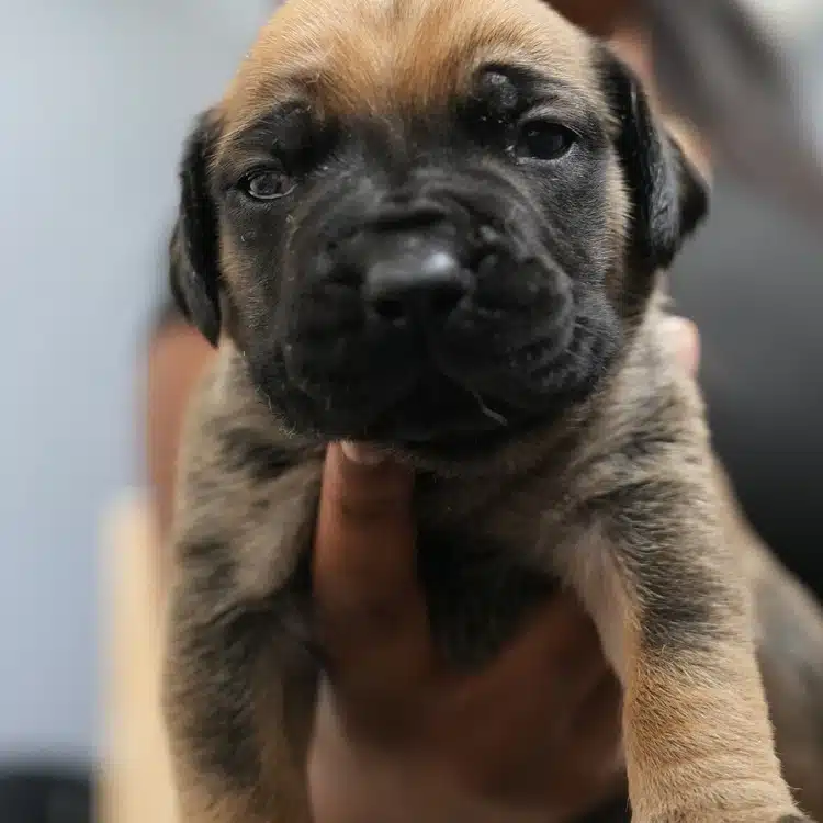 Ginger, fawn brindle South African Boerboel puppy, Tigger x Voodoo litter, Cleveland Ohio