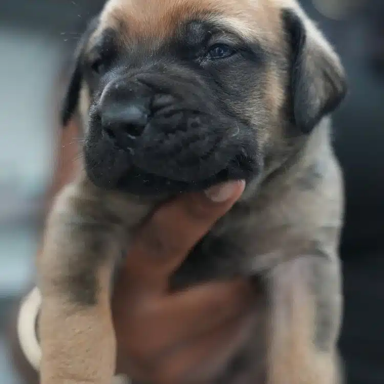 Nutmeg, fawn, strong black mask South African Boerboel puppy, Tigger x Voodoo litter, Cleveland Ohio