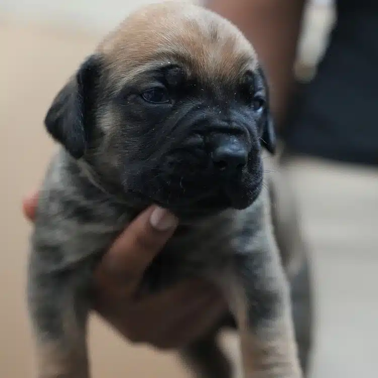 Saffron, brindle over fawn, black mask South African Boerboel puppy, Tigger x Voodoo litter, Cleveland Ohio