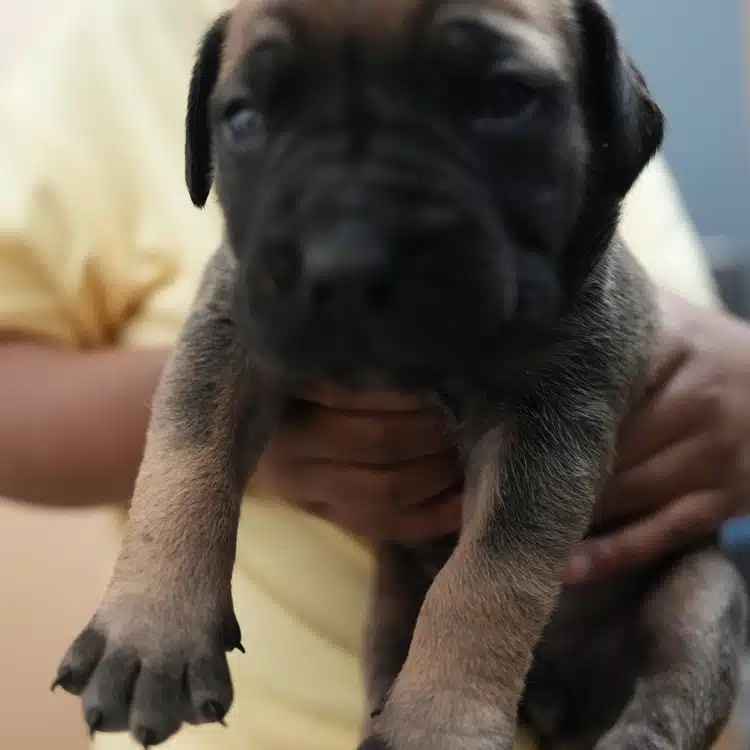 Sage, gray fawn, largest of the litter South African Boerboel puppy, Tigger x Voodoo litter, Cleveland Ohio